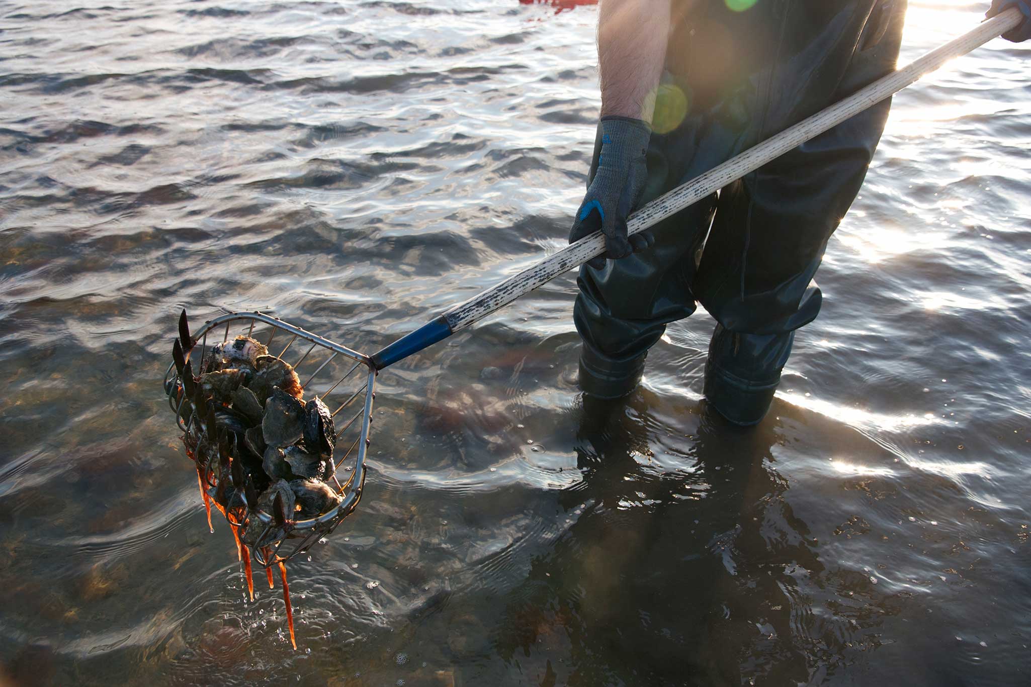 Pearls of Wisdom — Blog Pangea Shellfish Company